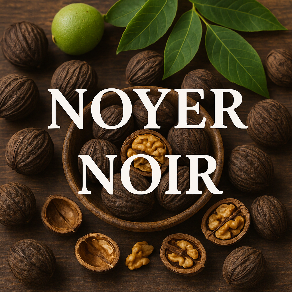 noyer noir